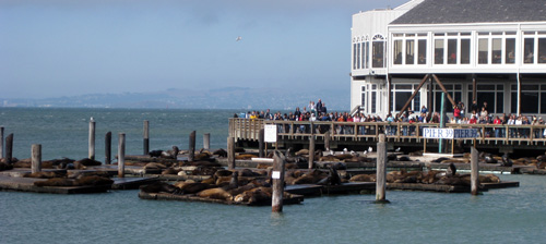 Sea lion Cafe en zeeleeuwen